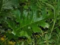 Acanthus mollis